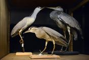 natuurmuseum brabant tilburg 1-2023 6097